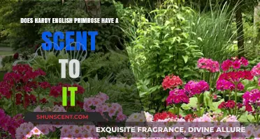 Does Hardy English Primrose Have a Scent? Discover the Truth