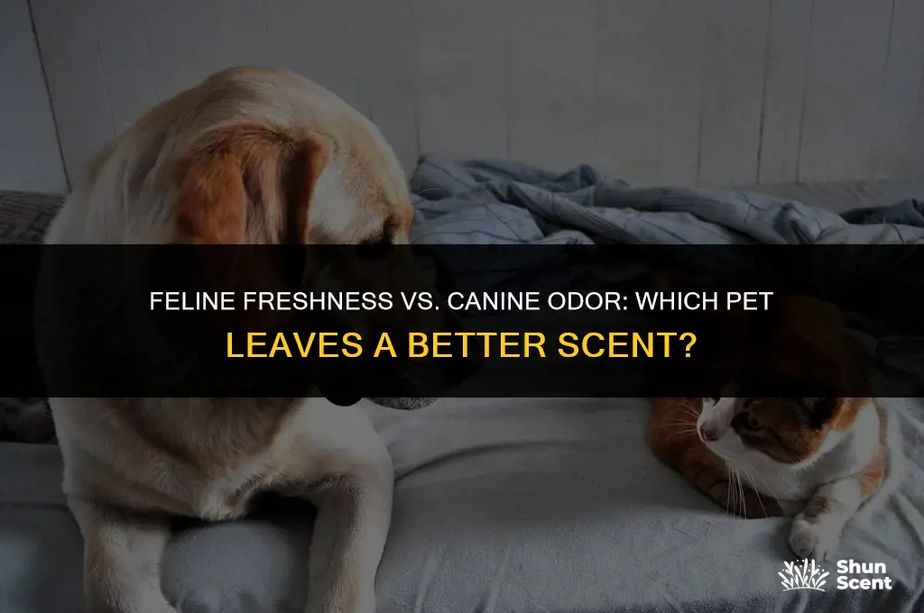 does having a cat smell better than having a dog