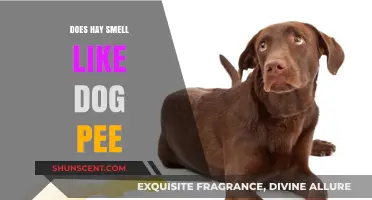 Exploring the Peculiar Scent Connection: Hay and Canine Urine