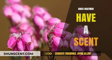 Does Heather Have a Scent? Unveiling the Aromatic Mystery of Heather