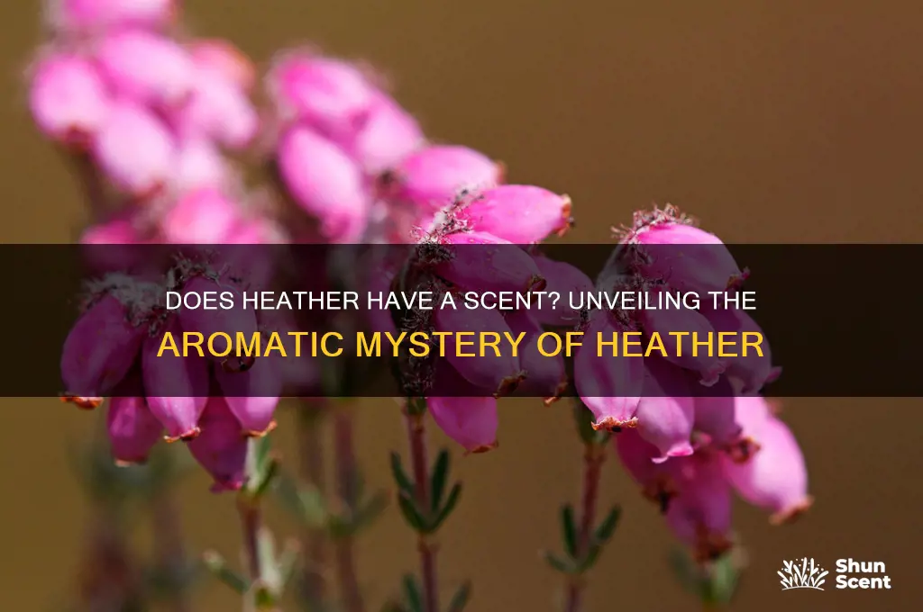 does heather have a scent