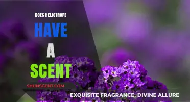 Does Heliotrope Have a Scent? Unveiling the Fragrance Mystery