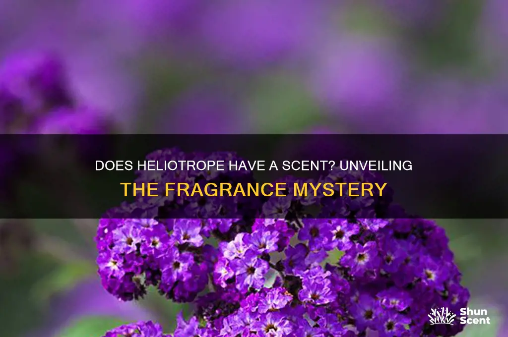 does heliotrope have a scent