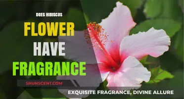 Unveiling the Fragrant Mystery: Does Hibiscus Flower Have a Scent?