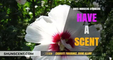 Hibiscus Syriacus: Exploring the Scent Profile of Rose of Sharon
