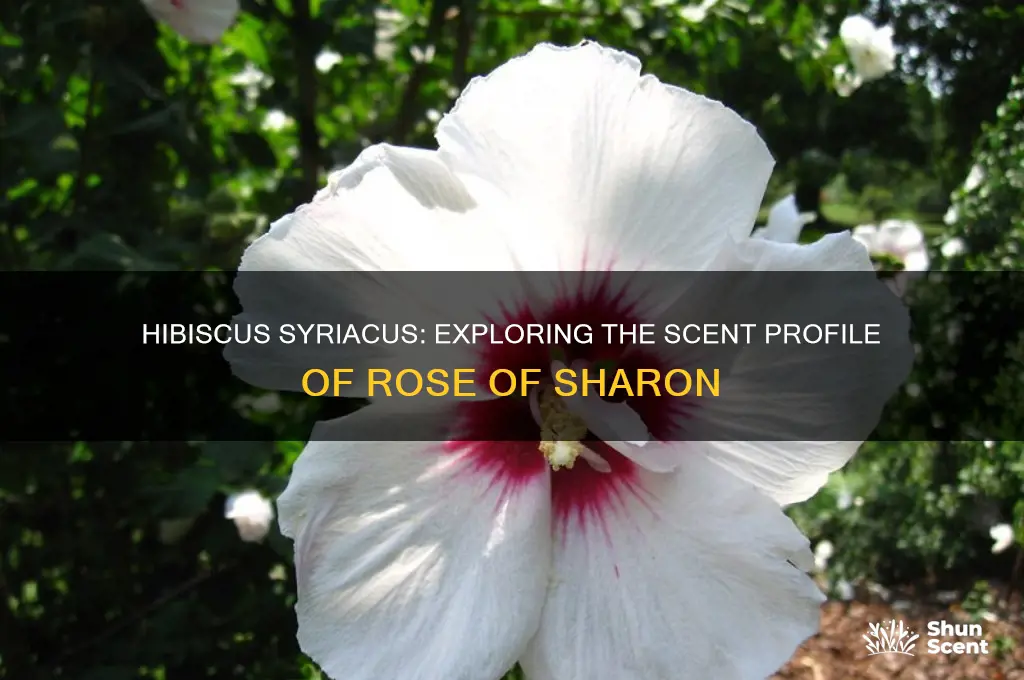 does hibiscus syriacus have a scent