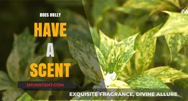 Does Holly Have a Scent? Uncovering the Aromatic Truth About This Festive Plant