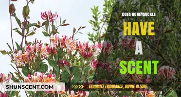 Does Honeysuckle Have a Scent? Unveiling the Sweet Truth