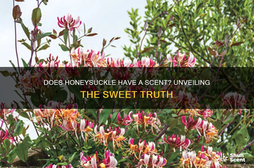 does honeysuckle have a scent