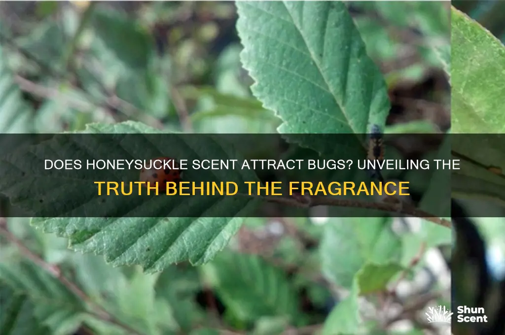 does honeysuckle scents attract bugs