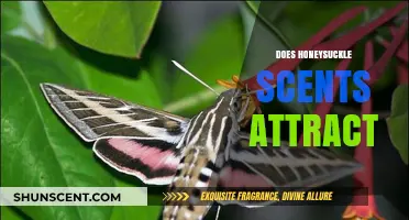 Does Honeysuckle Scent Attract Pollinators, Pests, or Both?