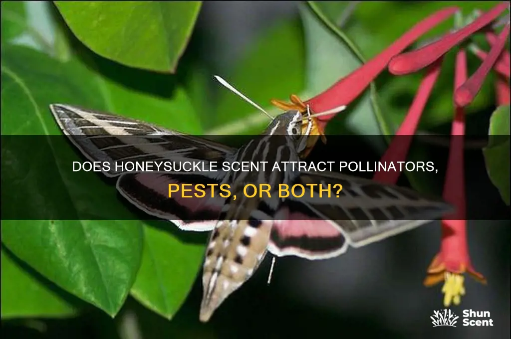 does honeysuckle scents attract