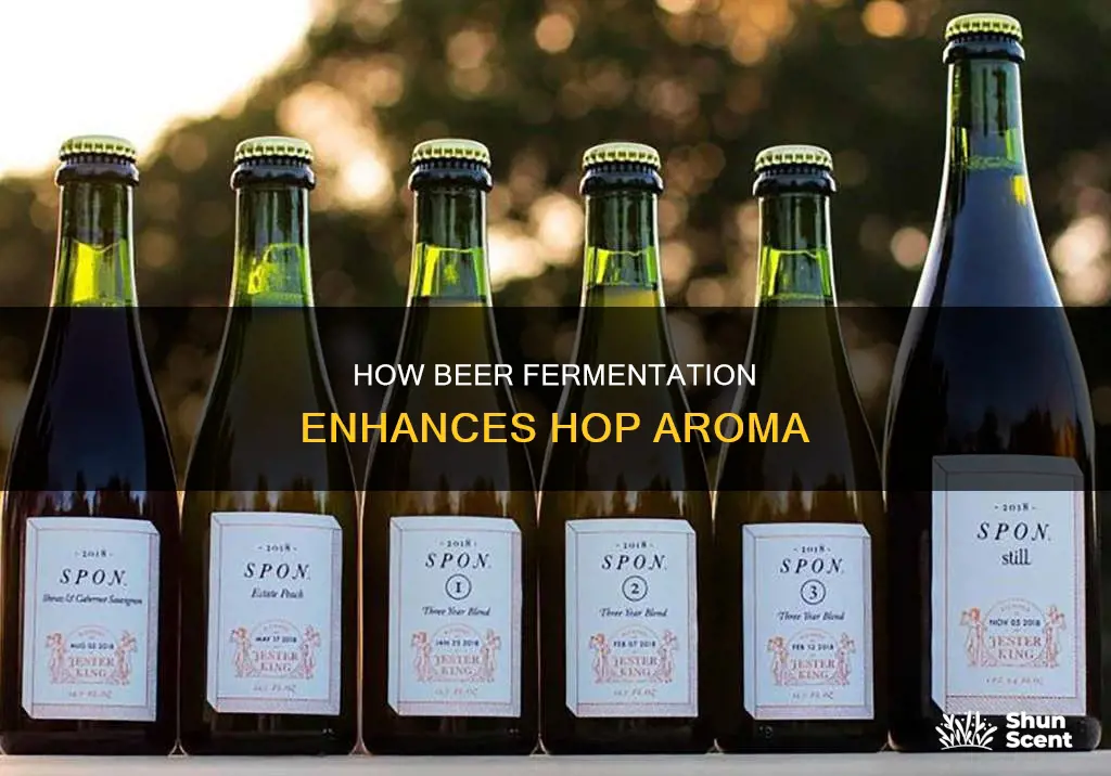 does hop aroma develop as beer ferments