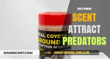 Human Scent and Predators: Uncovering the Attraction Myth or Reality?