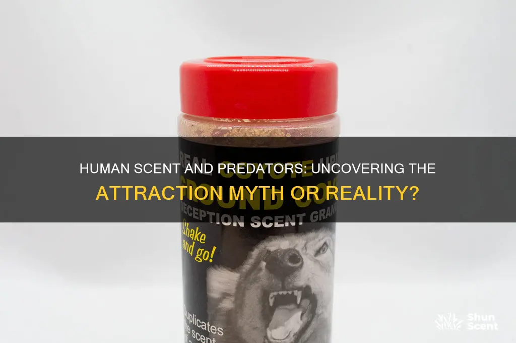 does human scent attract predators