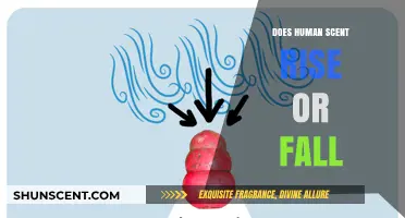 Does Human Scent Rise or Fall? Exploring the Science of Odor Movement