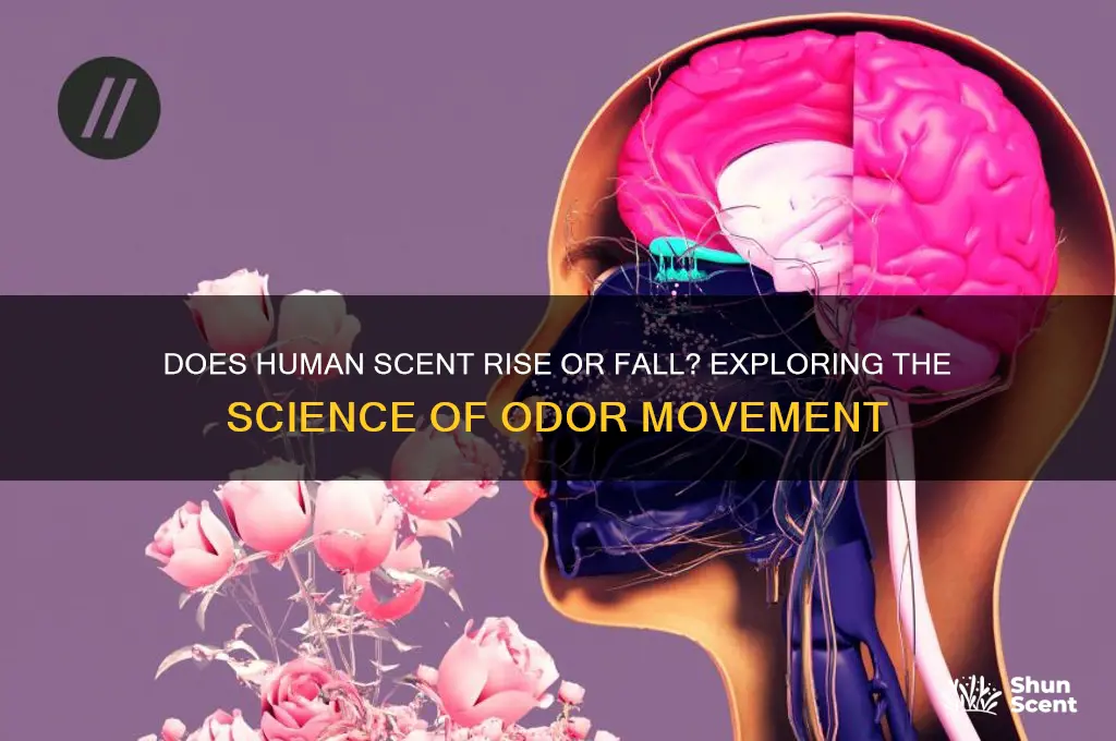 does human scent rise or fall