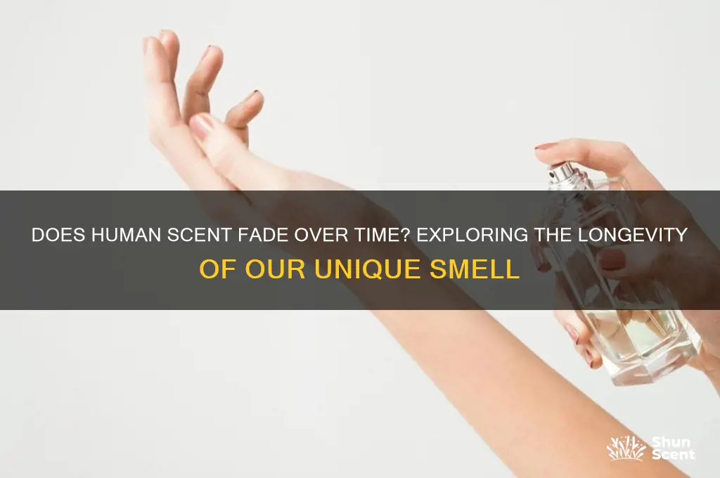 does human scent wear out