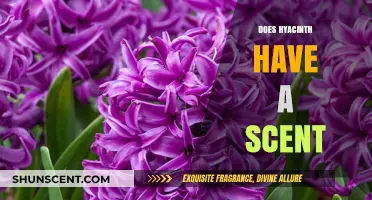 Does Hyacinth Have a Scent? Unveiling the Fragrant Truth