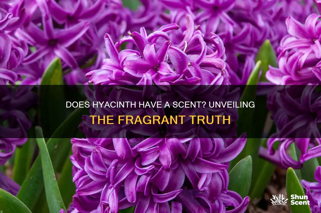 does hyacinth have a scent