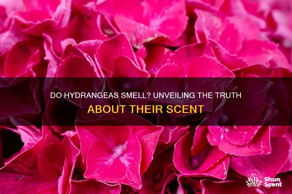 does hydrangea have a scent