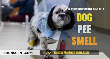 Eliminating Dog Pee Smell: The Hydrogen Peroxide Solution