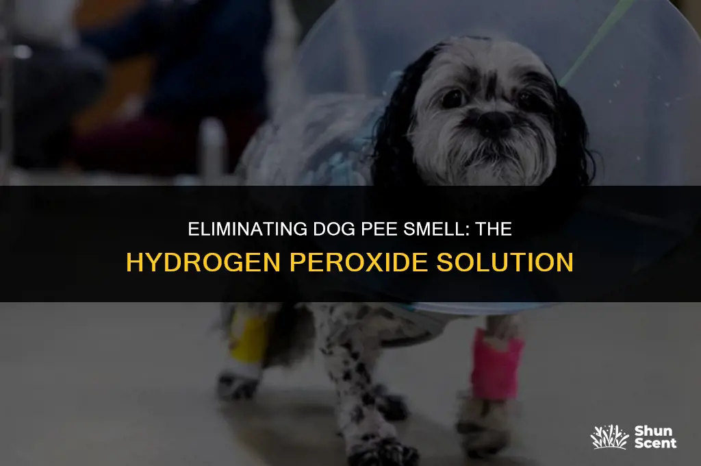 does hydrogen peroxide help with dog pee smell