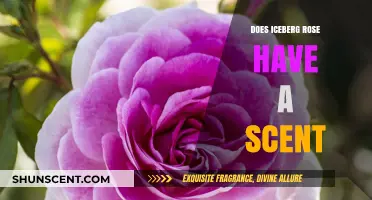 Does the Iceberg Rose Have a Scent? Unveiling Its Aromatic Mystery