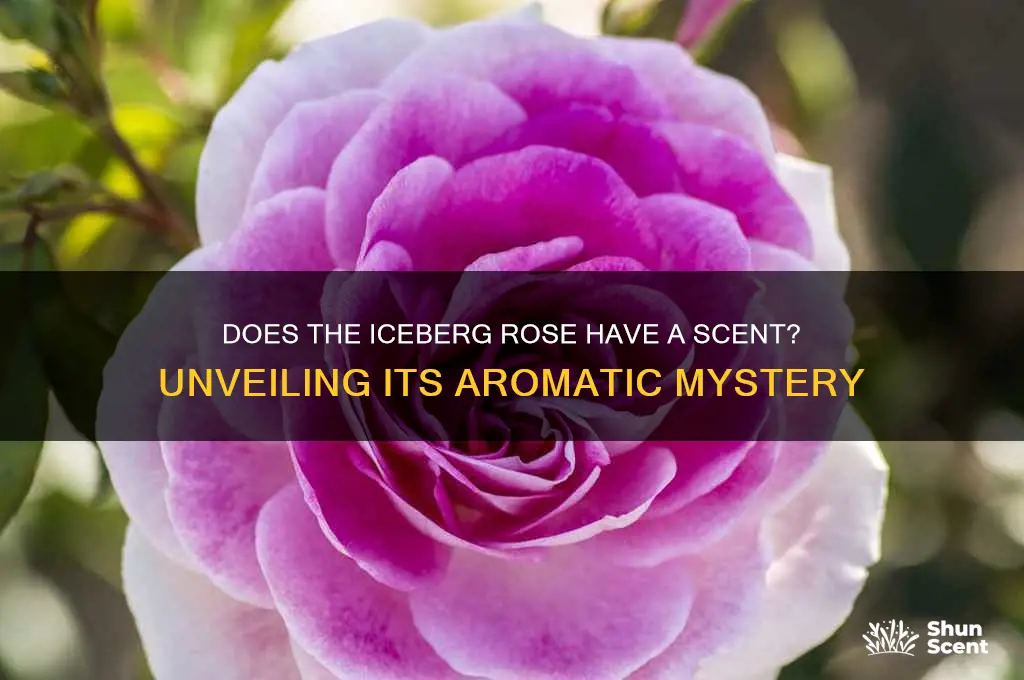 does iceberg rose have a scent