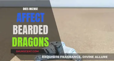 Incense and Bearded Dragons: What You Need to Know