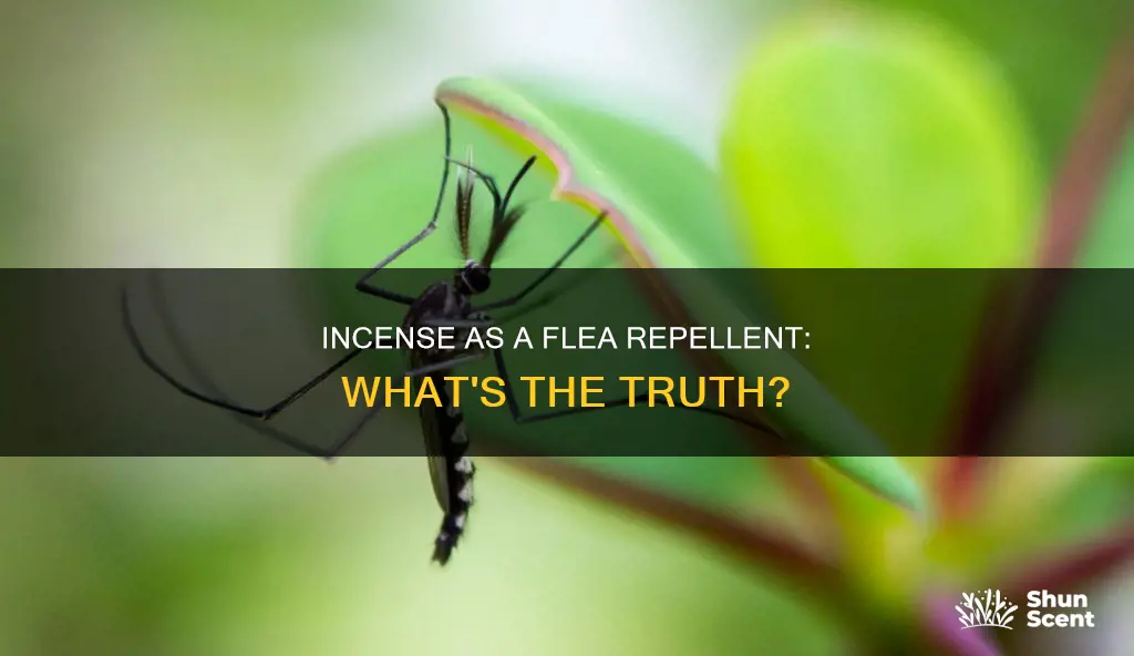does incense affect fleas in any way