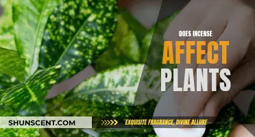 Incense and Plants: A Fragrant Friendship or Foe?