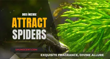 Incense and Spiders: Friends or Foes?