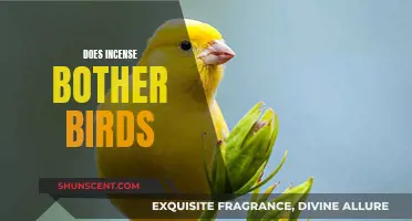 Incense and Avian Safety: What Bird Owners Need to Know