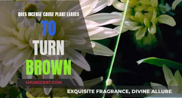 Incense and Plant Health: Browning Leaves