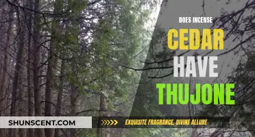Incense Cedar and Thujone: What's the Connection?