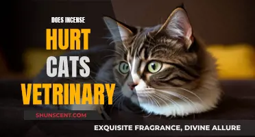 Incense and Cats: Veterinary Insights on Potential Harms