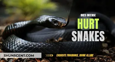 Incense and Snakes: A Safe Combination?