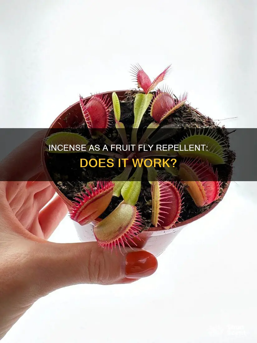 does incense keep fruit flies away