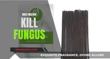 Incense and Its Anti-Fungal Properties: What You Need to Know