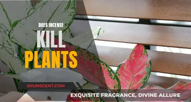 Incense and Plants: A Fragrant but Fatal Relationship?