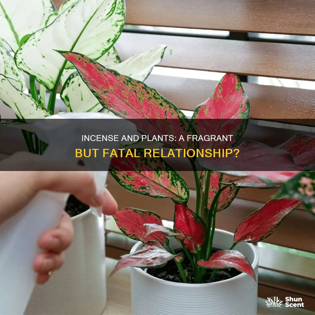 does incense kill plants