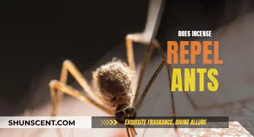 Incense and Ant Repellent: An Effective Solution?
