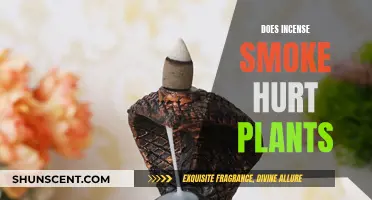 Incense Smoke: Friend or Foe to Plants?