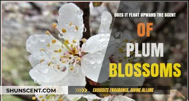 Does Plum Blossom Scent Float Upward? Exploring Nature's Fragrant Phenomena
