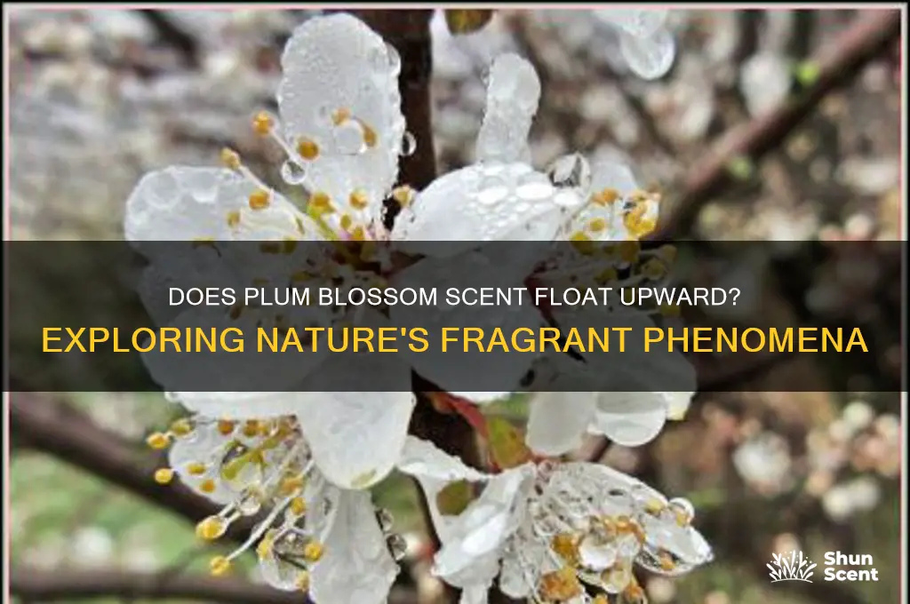 does it float upward the scent of plum blossoms