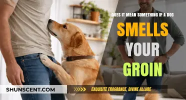Canine Curiosity: Decoding the Meaning Behind a Dog's Sniffing Behavior
