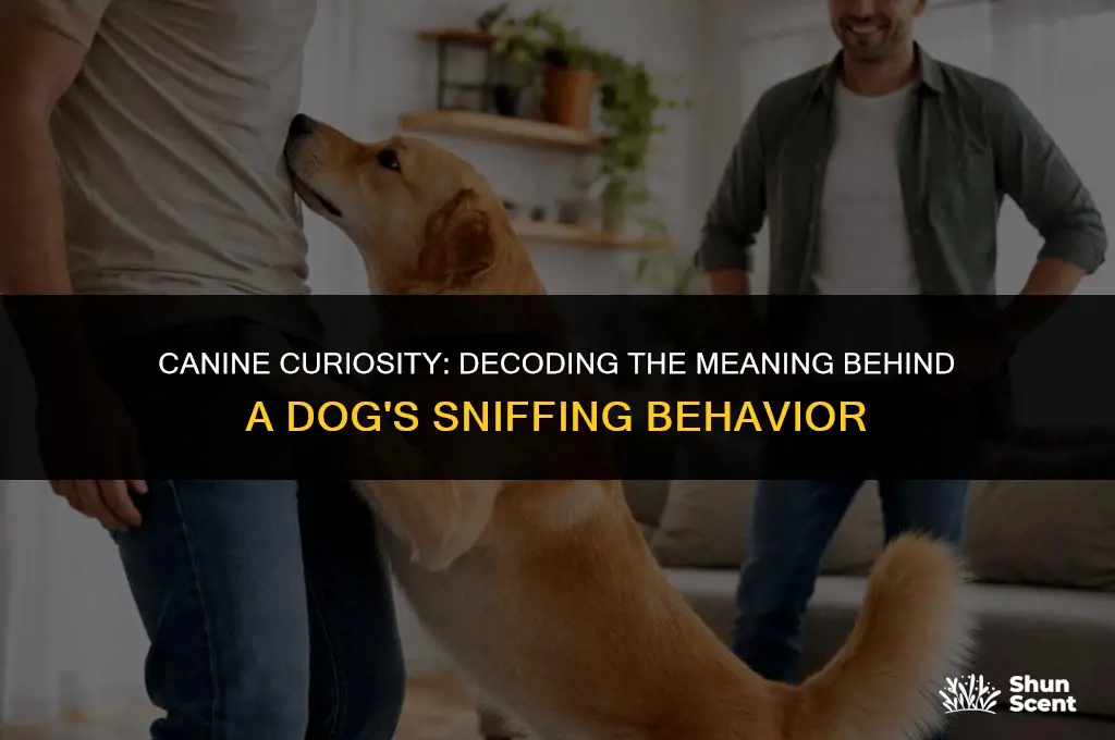 does it mean something if a dog smells your groin
