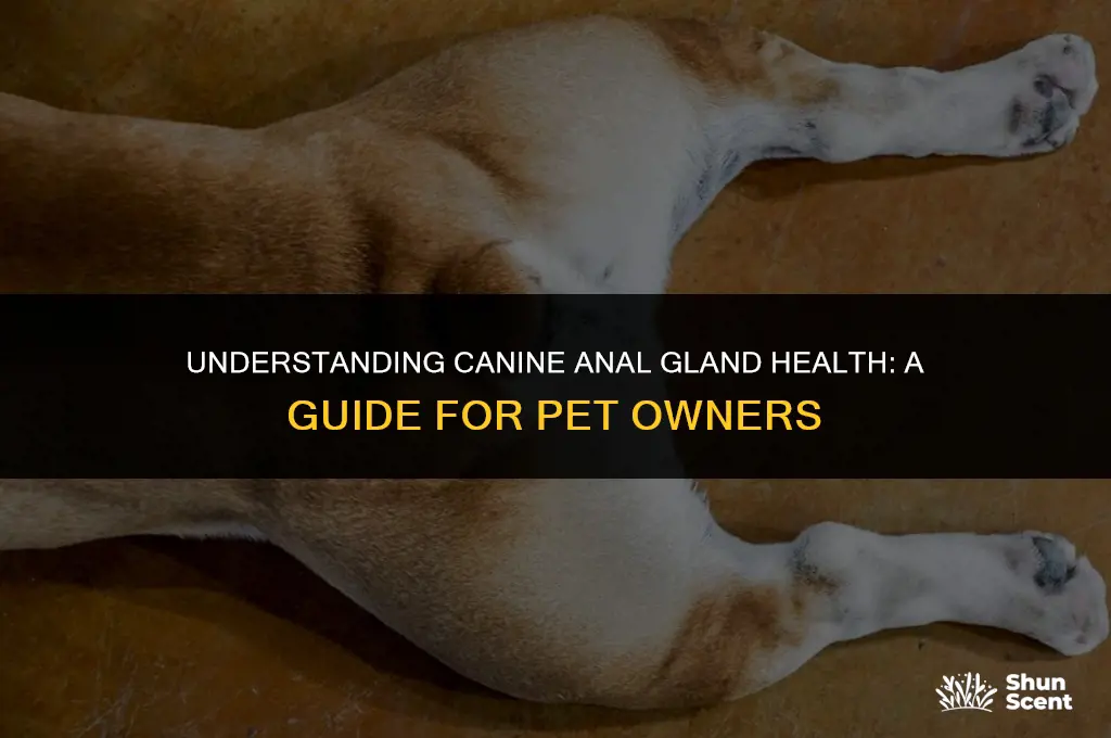 does it smell when dogs need their anal glands expressed