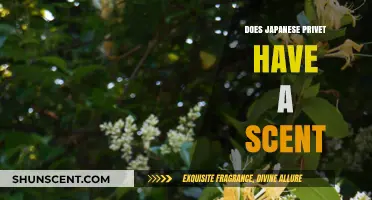 Does Japanese Privet Have a Scent? Unveiling the Truth About Its Fragrance